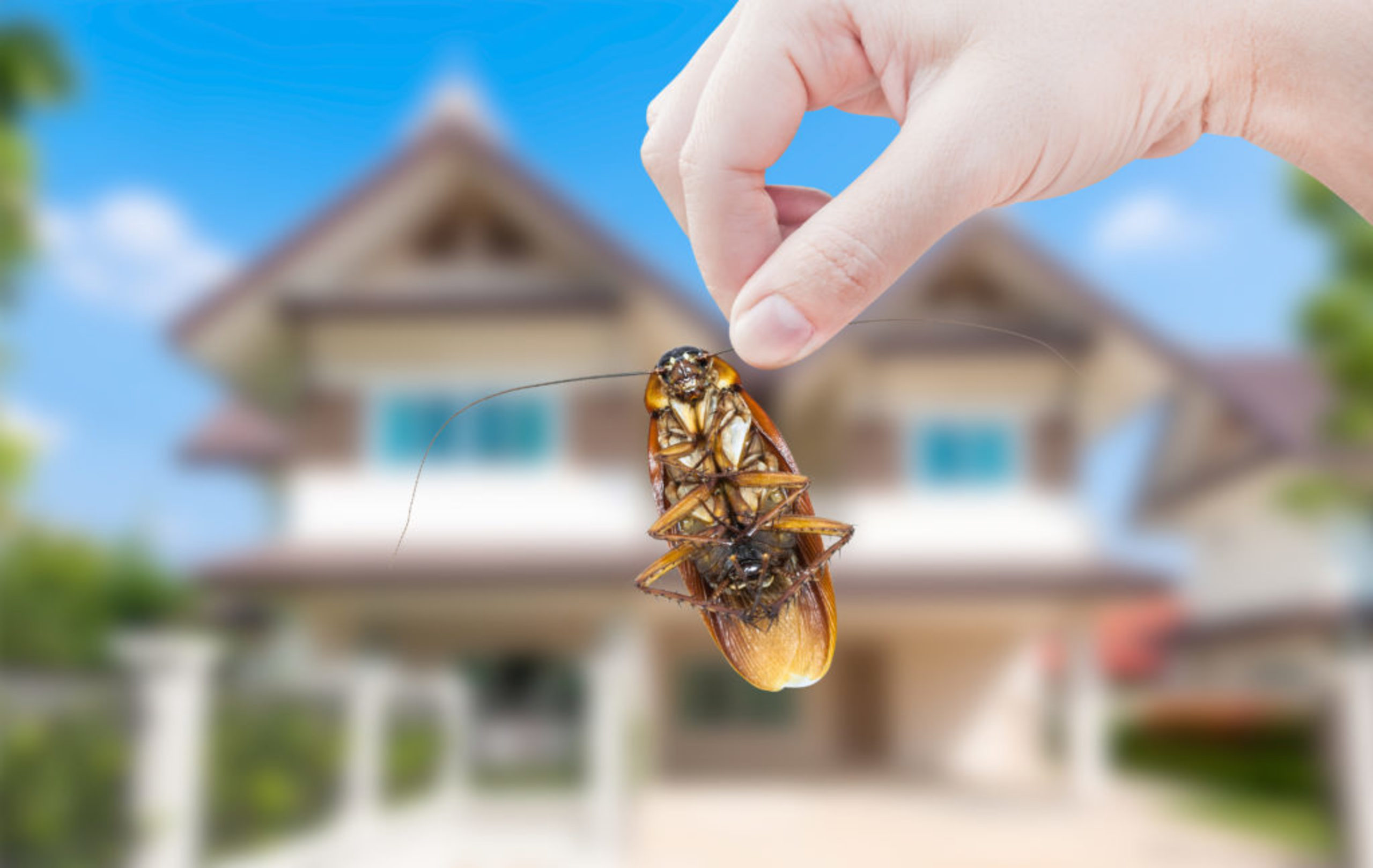 Pest and Termite Control in Blue Bell, PA